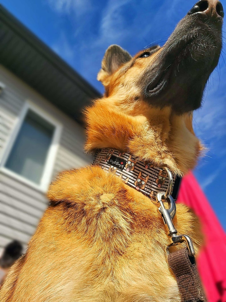 Top Gun Shepherd Dog Collar Martingale Dog Collar Clip - Etsy Canada