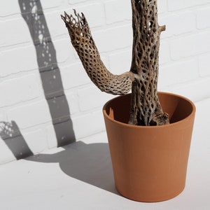 Terracotta Pot Terra Cotta Planter Ceramic Mid Century Scandinavian Mexican Bohemian Clay Succulent Cactus Minimal Decor