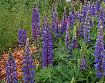 60 YELLOW LUPINE Lupinus Densiflorus Flower Seeds Gift