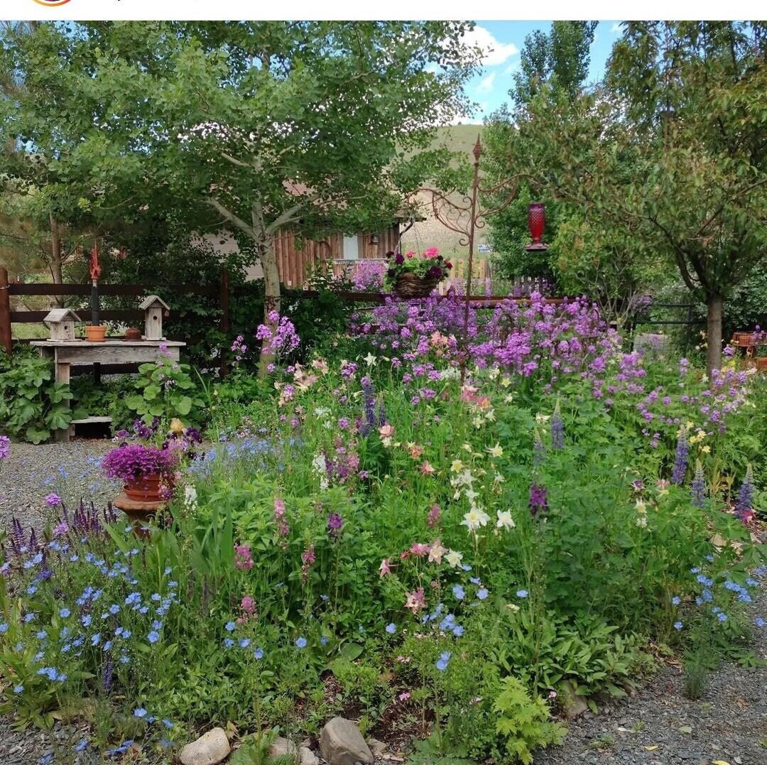 Heirloom Wildflower Seed Mix, Rare Wildflower Seed Mix, Heirloom