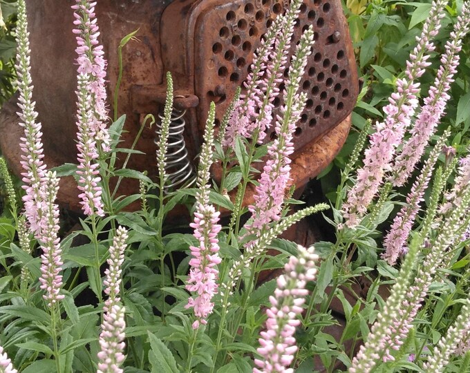 Pale Pink Veronica Flower Seeds, Veronica Spicata, Pink Spike Speedwell