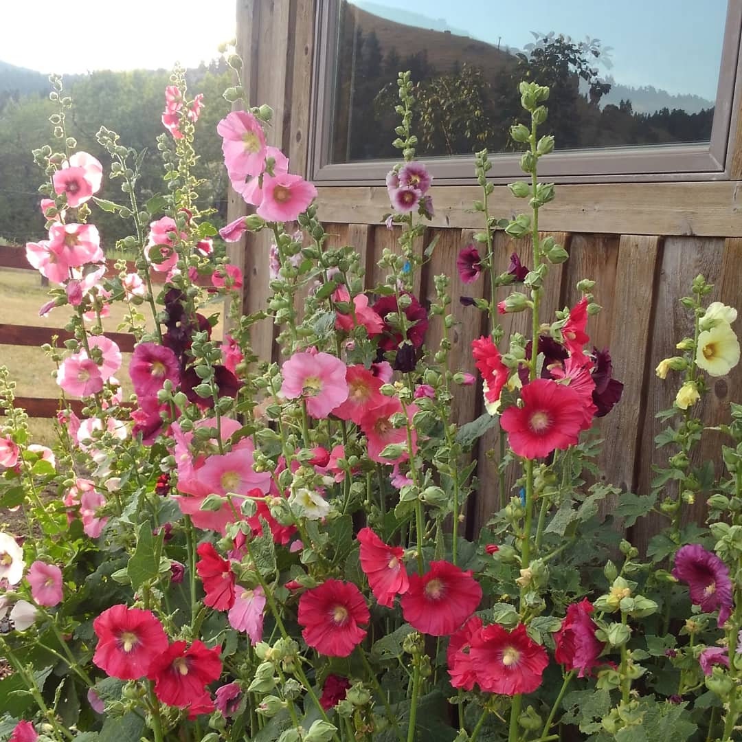 Hollyhock Seed Mix Alcea rosea Heirloom Hollyhock Seeds | Etsy