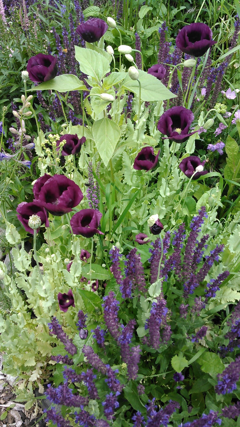 Heirloom Poppy and Salvia Flower Seed Mix Magenta Poppy | Etsy