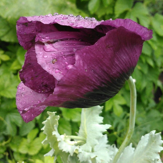 magenta poppy seeds rare magenta purple poppies heirloom etsy