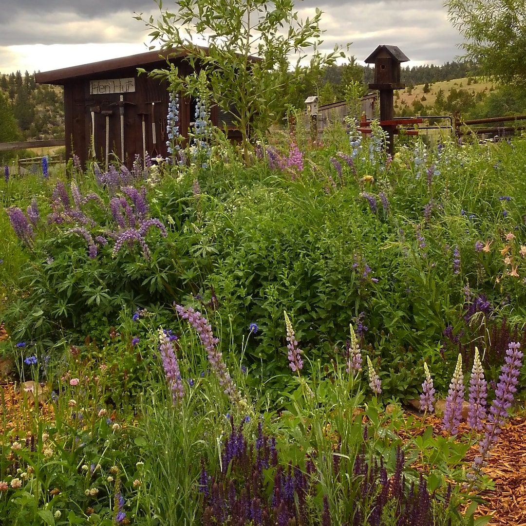 Bulk Wildflower Seed Mix, Butterfly Seed Mix, Heirloom Flower Seed Mix