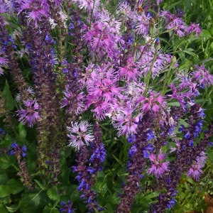 May include: A close-up of a vibrant garden bed filled with various purple and pink flowers. The image showcases a mix of textures and shapes, with spiky, fringed petals and tall, slender stalks. Green foliage provides a lush backdrop.
