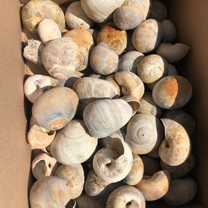 Moonsnail shells lot of 10 perfect snail shells