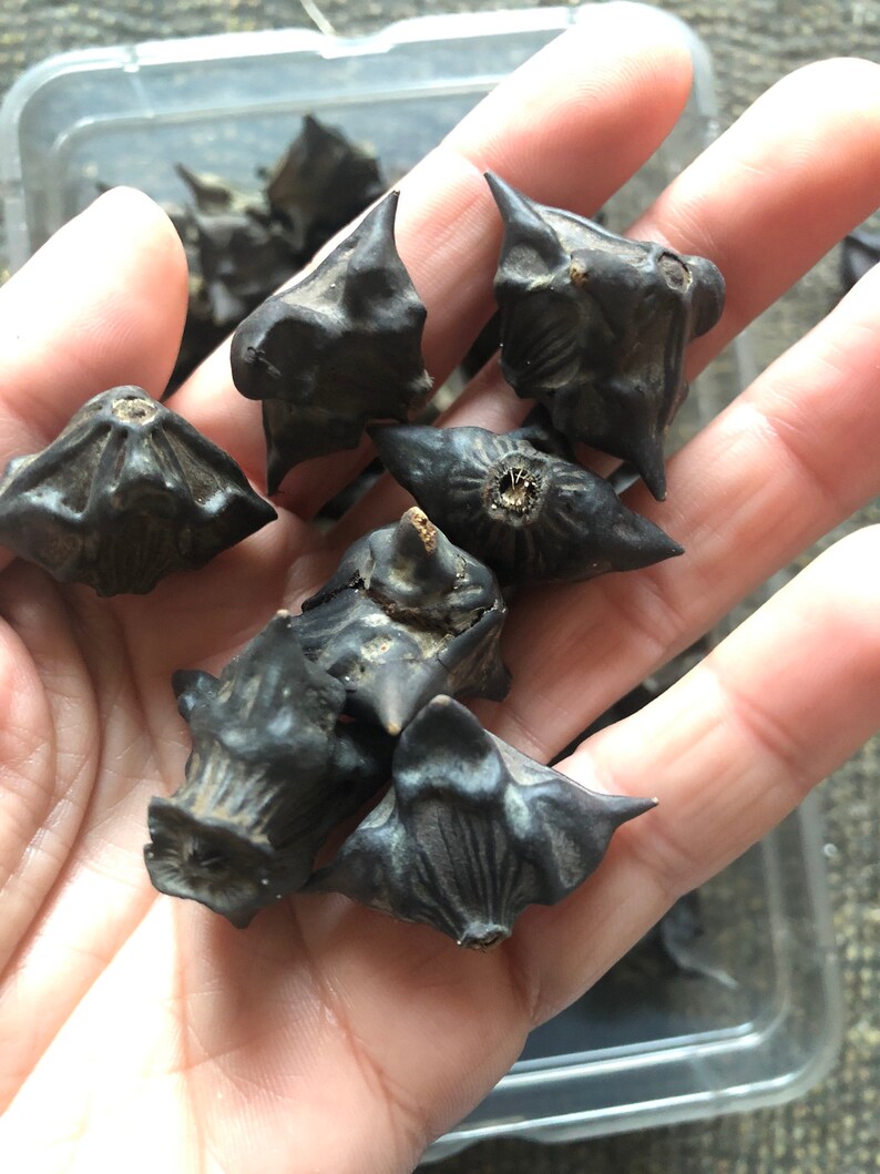 Water Chestnut Pods Etsy