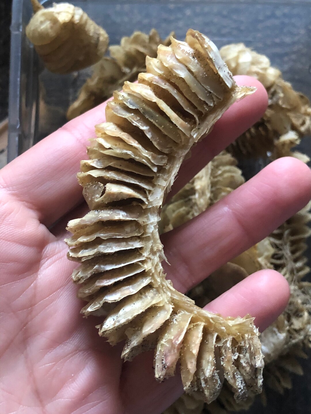 Whelk Egg Casespiral Egg Case Etsy