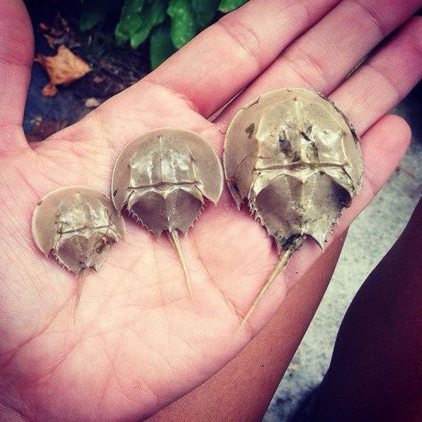 Imperfect Horseshoe Crab Exoskeletons-damaged lot