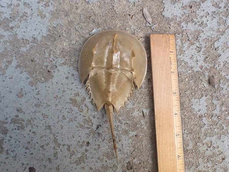Horseshoe Crab Exoskeletonlarge Etsy Canada