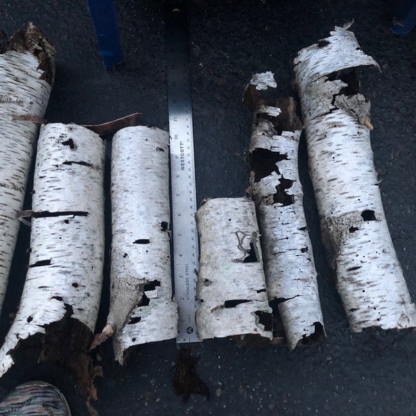 Birch Bark Tubes