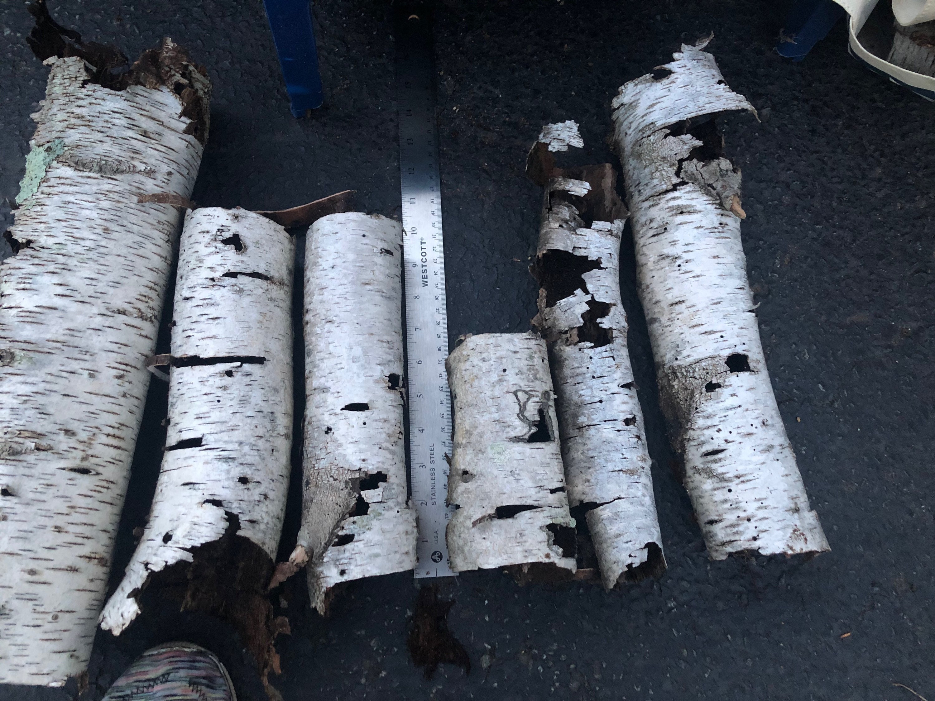 White Birch tubes - Birch Bark Cylinders