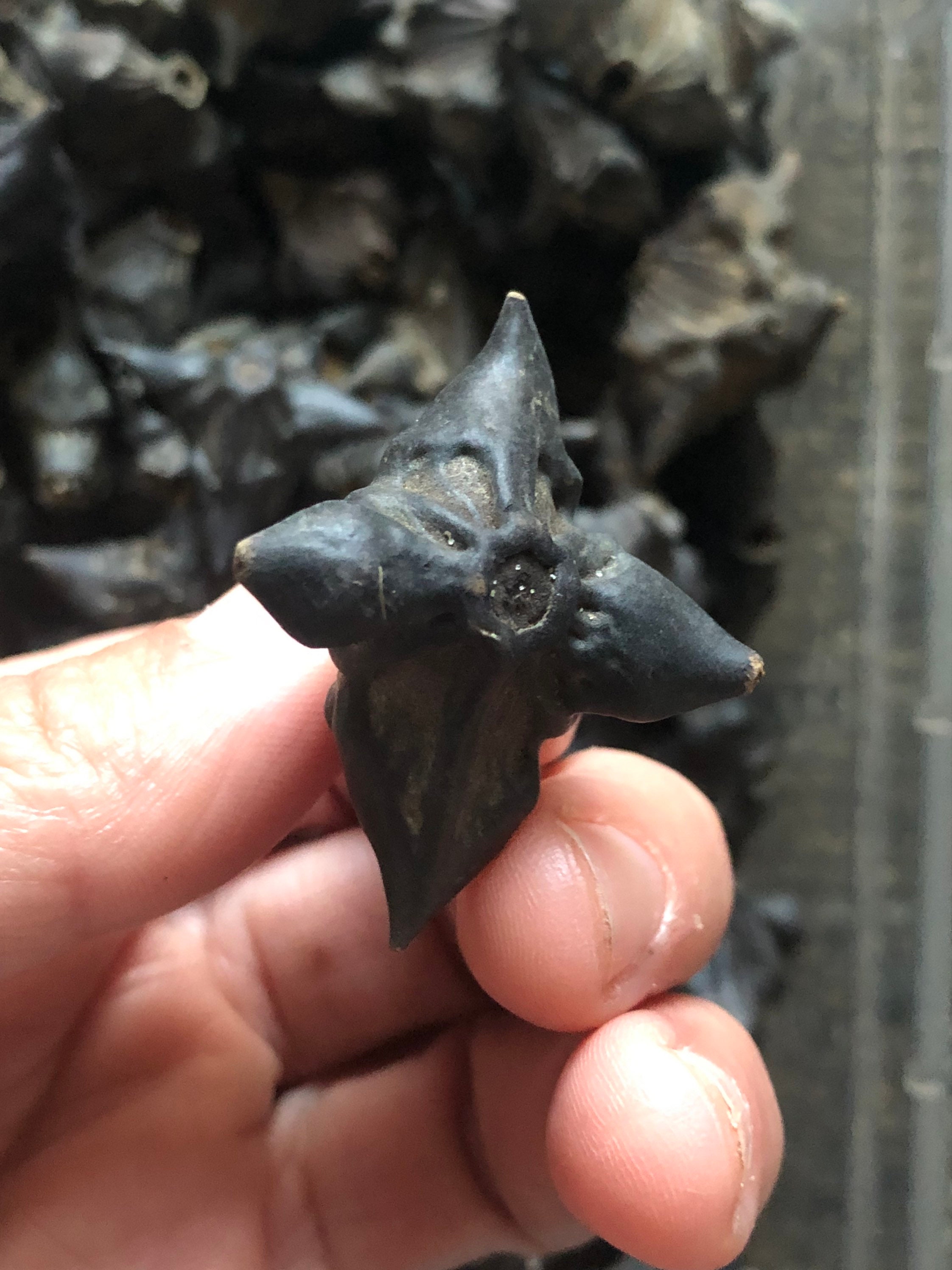 Water Chestnut Pods Etsy