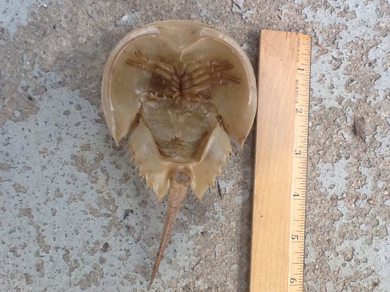 Horseshoe Crab Exoskeletonlarge Etsy