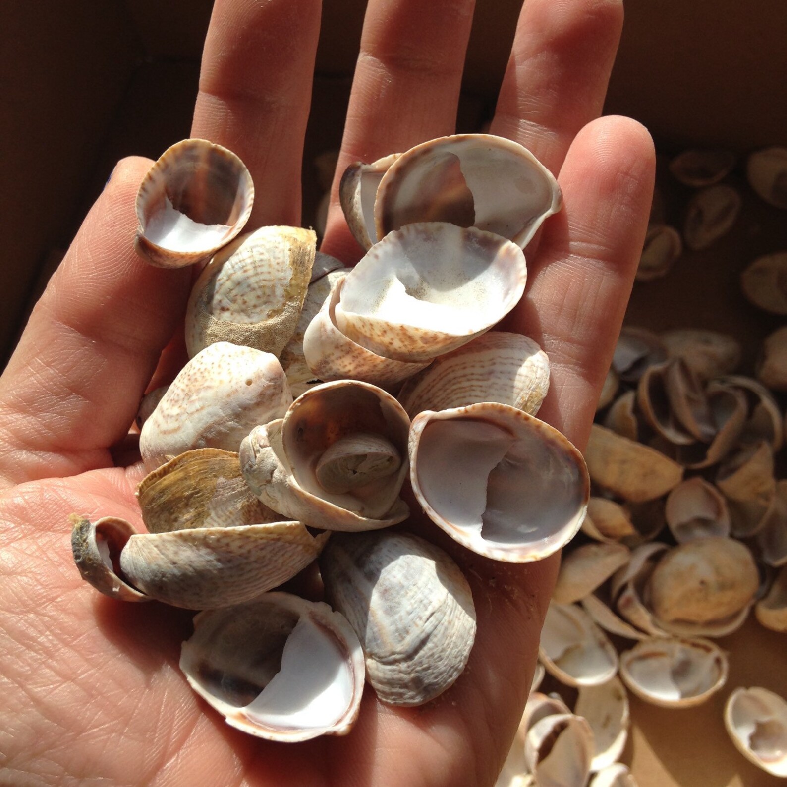 Lady Slipper Shells, Beach Sea Shells Etsy