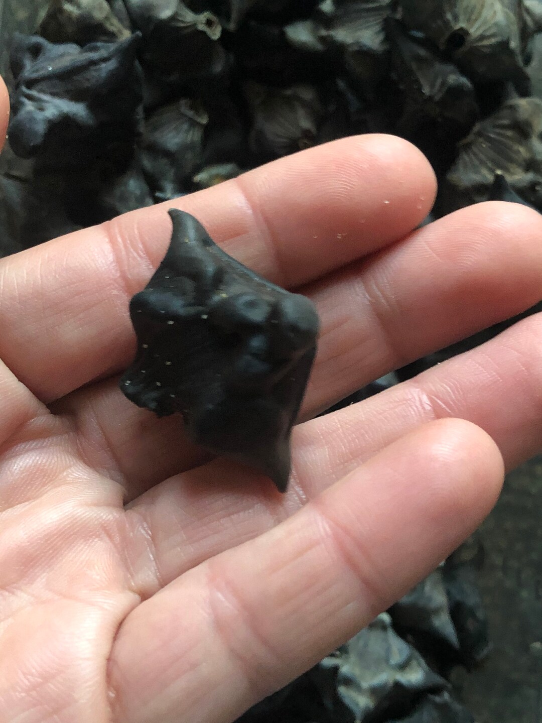 Water Chestnut Pods Etsy