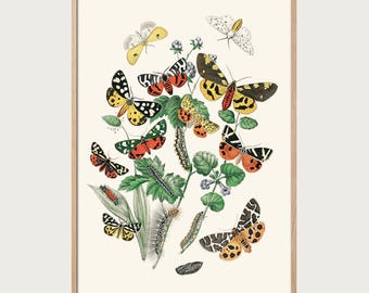 Vintage Schmetterlinge Poster – Botanische Wandkunst – Entomologie Druck – Natur Dekoration – Insekten Illustration Retro