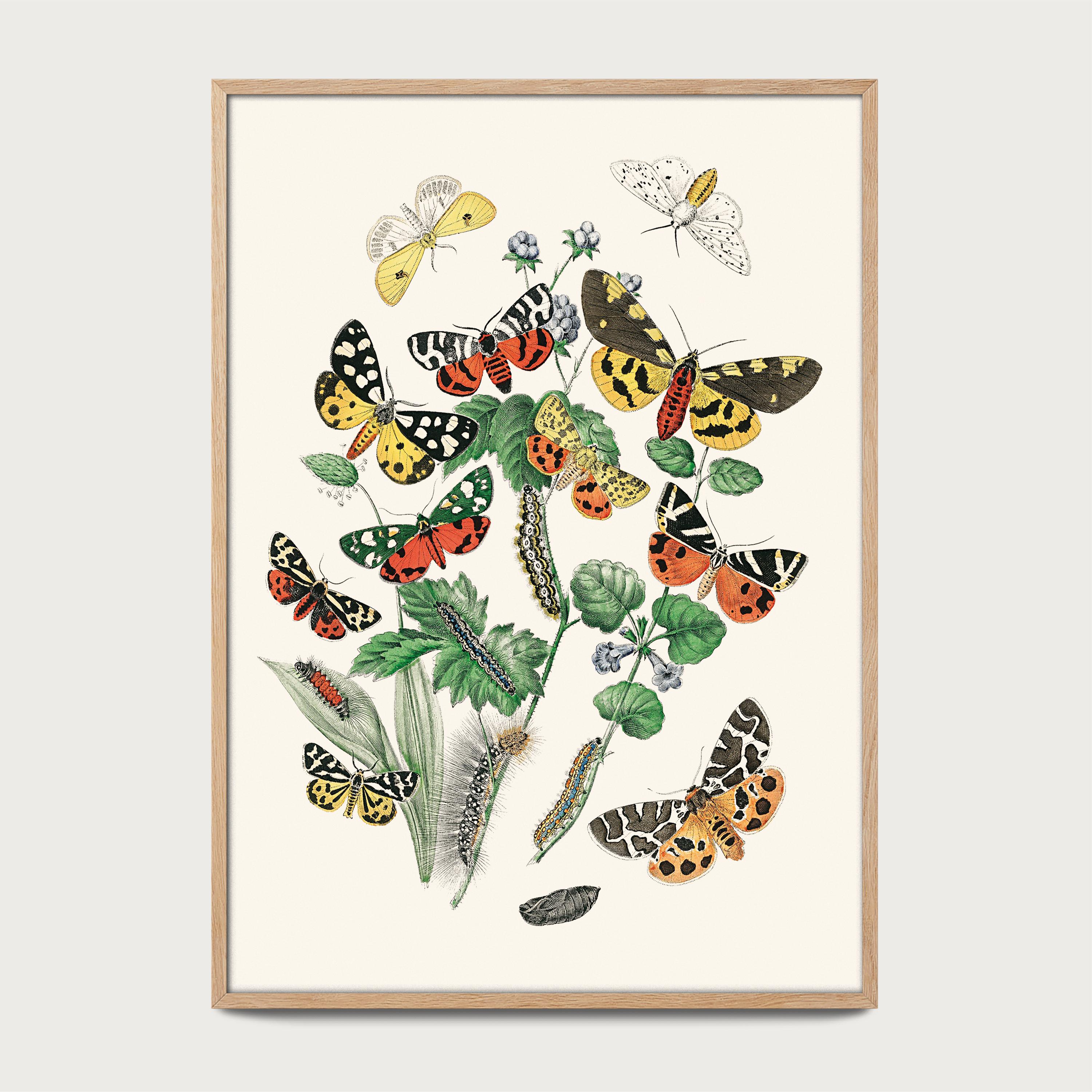 Vintage Butterfly Poster – Botanical Wall Art – Entomology Print ...