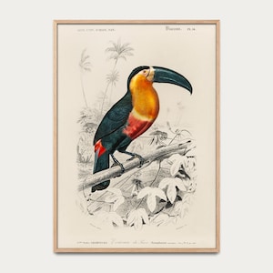 Poster tucano - poster vintage, poster con incisione, disegno scientifico, poster decorativo, natura, poster illustrativo, poster con uccelli