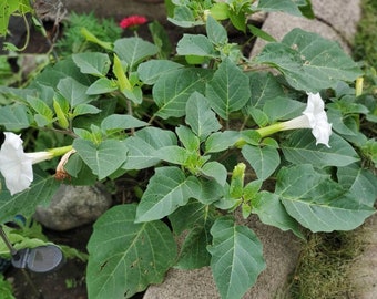 Datura seeds aka angel horn