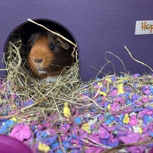 Guinea Pig House Hideout | Wooden, Double Entrance, Wipe Clean, Pet Friendly Paints and Stains, Mould Resistant (Readymade) afbeelding 4