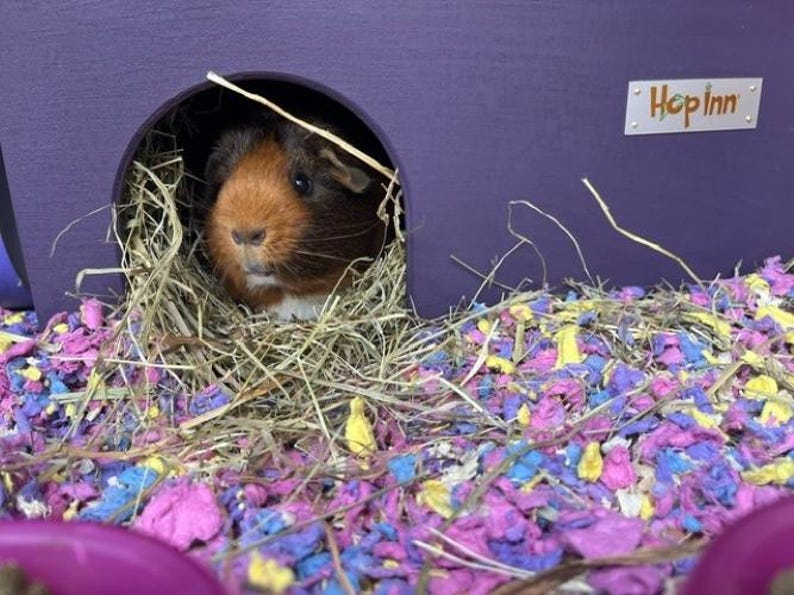 Guinea Pig House Hideout | Wooden, Double Entrance, Wipe Clean, Pet Friendly Paints and Stains, Mould Resistant (Readymade) afbeelding 4