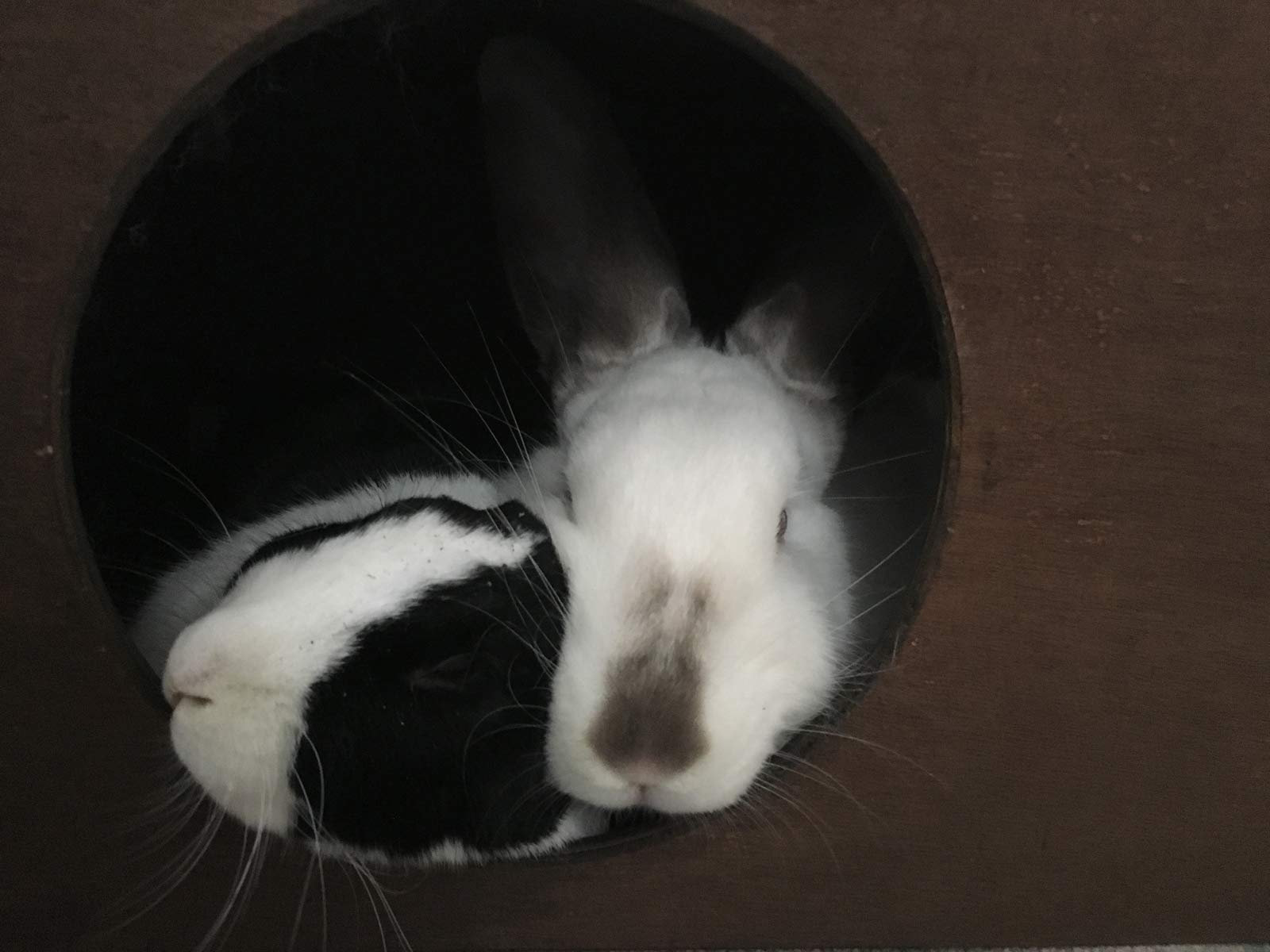 Rabbit Hideout Hideaway for Rabbits and Cats QUALITY FUN Etsy