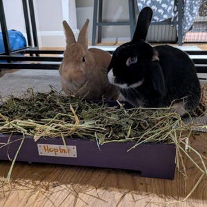 May include: Two rabbits, one tan and one black, sit in a purple hay-filled tray. The tray has the word "Hop In" on it. The rabbits are on a rug on a wooden floor.
