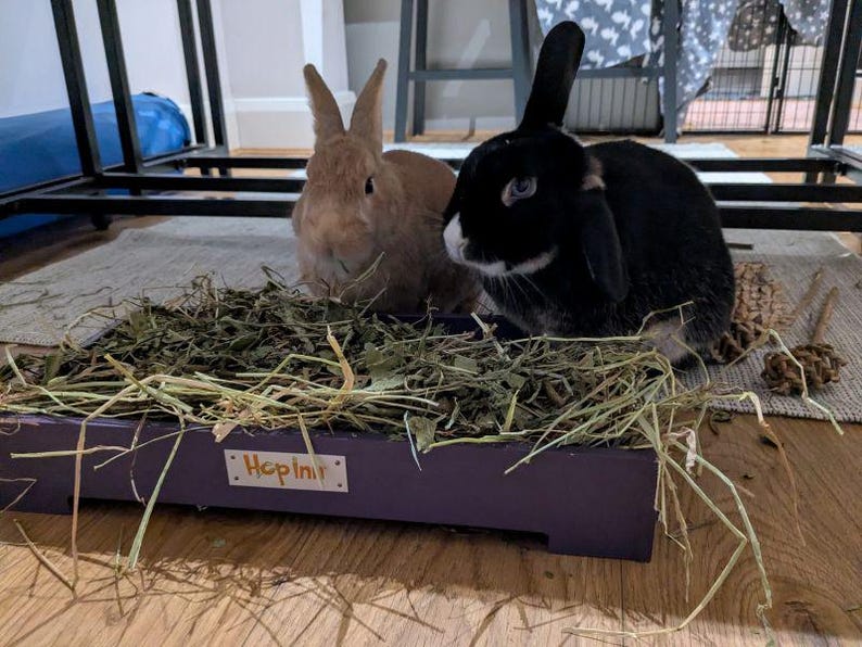 May include: Two rabbits, one tan and one black, sit in a purple hay-filled tray. The tray has the word "Hop In" on it. The rabbits are on a rug on a wooden floor.