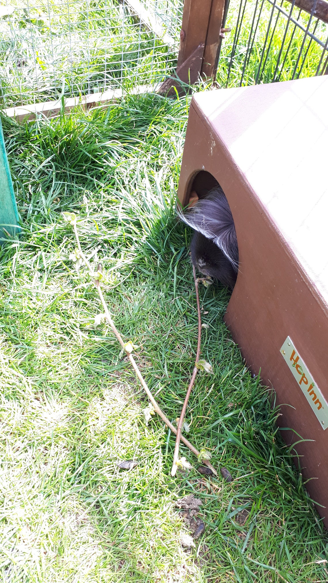Guinea Pig Hide House Shelter Tunnel by Hop Inn Etsy