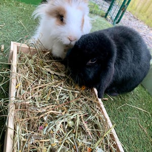 May include: Two rabbits, one white and tan, the other black, are in a wooden box filled with hay. The white rabbit has fluffy fur and is positioned next to the black rabbit. The rabbits are in an outdoor enclosure with green turf.