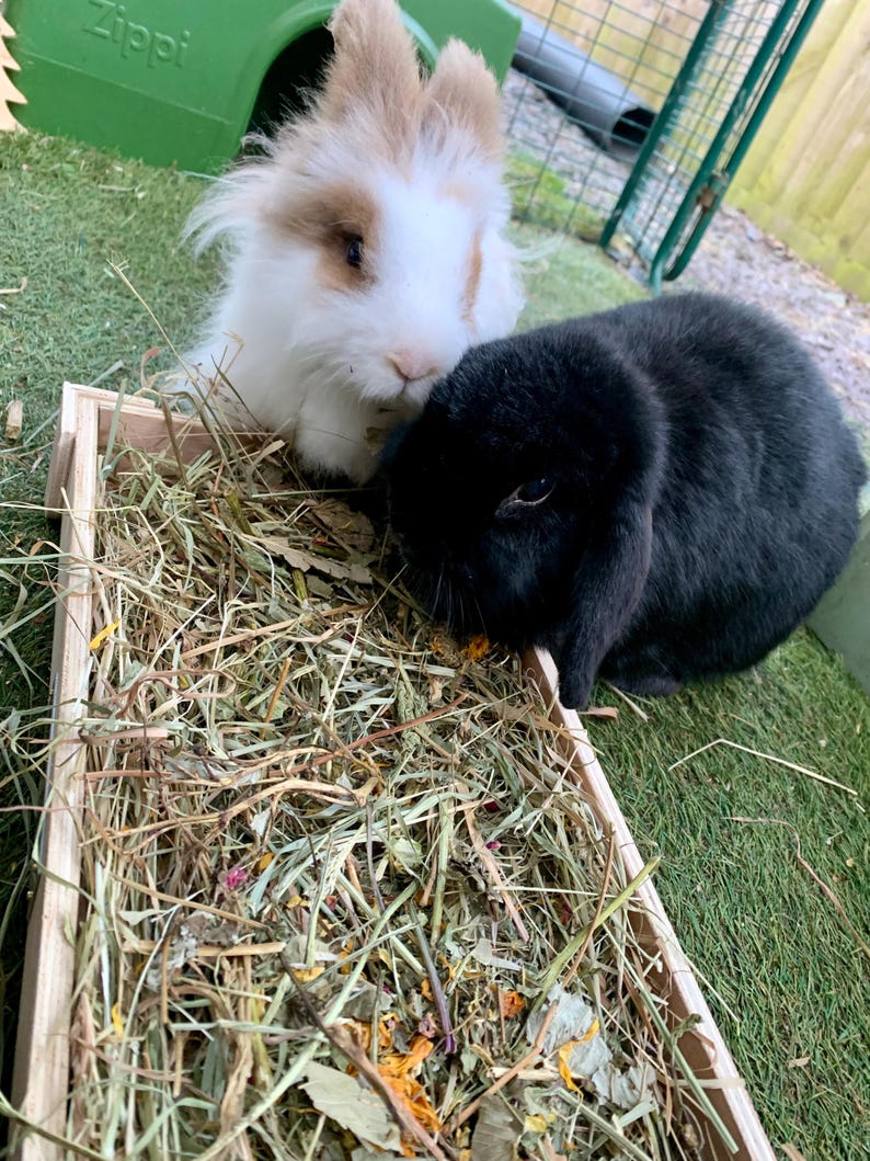 May include: Two rabbits, one white and tan, the other black, are in a wooden box filled with hay. The white rabbit has fluffy fur and is positioned next to the black rabbit. The rabbits are in an outdoor enclosure with green turf.