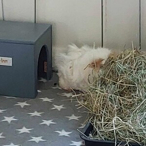 Op de afbeelding: Een pluizig wit cavia in de buurt van een blauw houten huis met het opschrift "Hop Inn" en een hoop hooi. De cavia is gedeeltelijk zichtbaar, met zijn lange vacht die opgaat in het hooi. De vloer heeft een sterrenpatroon.