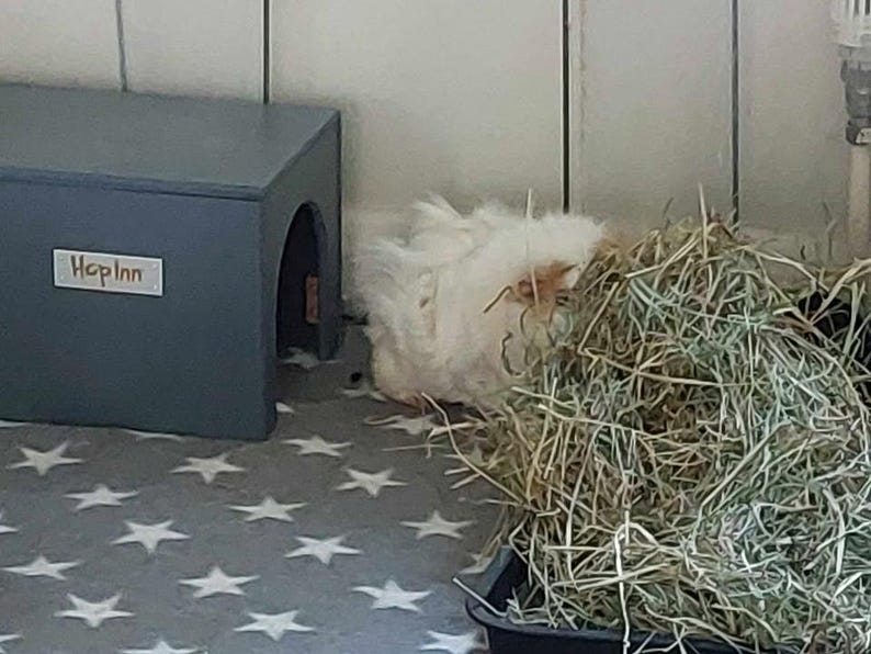 Op de afbeelding: Een pluizig wit cavia in de buurt van een blauw houten huis met het opschrift "Hop Inn" en een hoop hooi. De cavia is gedeeltelijk zichtbaar, met zijn lange vacht die opgaat in het hooi. De vloer heeft een sterrenpatroon.