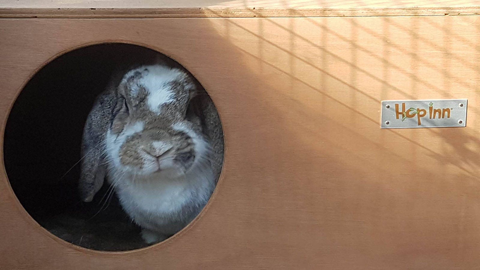 Rabbit Hideout Hideaway for Rabbits and Cats QUALITY FUN Etsy