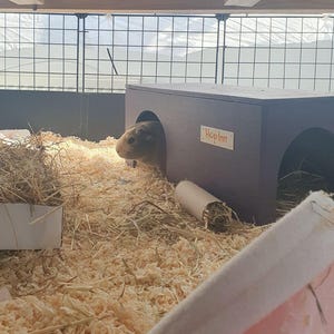 Op de afbeelding: Een bruin cavia die uit een donkerpaars houten huisje met het opschrift "Hop Inn" kijkt. De behuizing is gevuld met houtkrullen en hooi. Een kartonnen koker met hooi staat op de voorgrond.