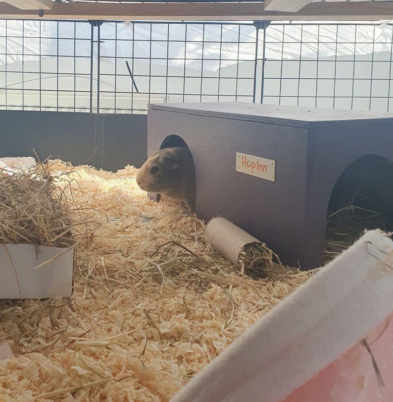 Op de afbeelding: Een bruin cavia die uit een donkerpaars houten huisje met het opschrift "Hop Inn" kijkt. De behuizing is gevuld met houtkrullen en hooi. Een kartonnen koker met hooi staat op de voorgrond.