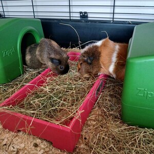 May include: Two guinea pigs in a cage with green plastic shelters and a red food tray. One guinea pig is brown, and the other is brown and white. The cage is filled with hay and wood shavings.
