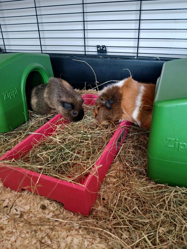 May include: Two guinea pigs in a cage with green plastic shelters and a red food tray. One guinea pig is brown, and the other is brown and white. The cage is filled with hay and wood shavings.