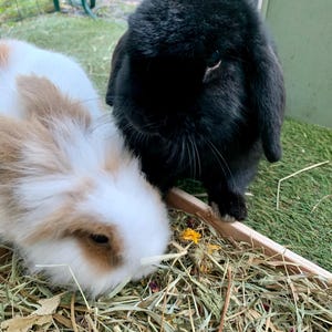 May include: Two rabbits, one black and one white with brown patches, are in a pen. The black rabbit has floppy ears and is facing the camera. The other rabbit is eating hay. The pen has a green fence and a wooden tray.
