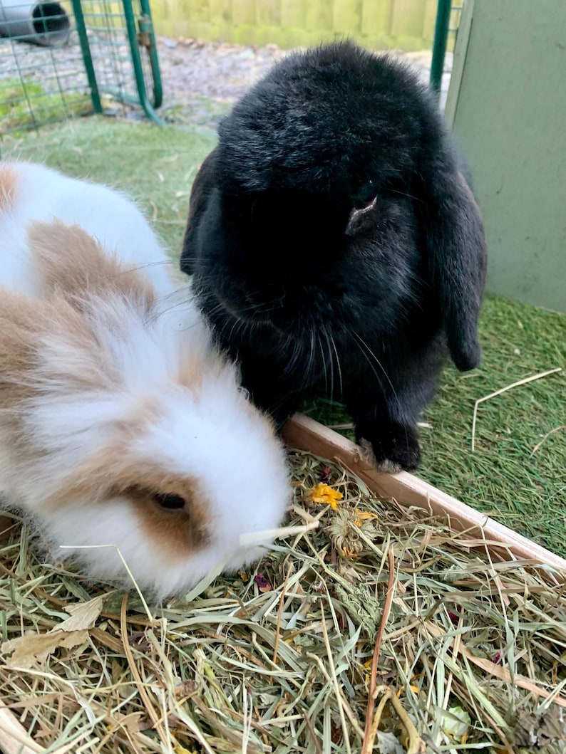May include: Two rabbits, one black and one white with brown patches, are in a pen. The black rabbit has floppy ears and is facing the camera. The other rabbit is eating hay. The pen has a green fence and a wooden tray.