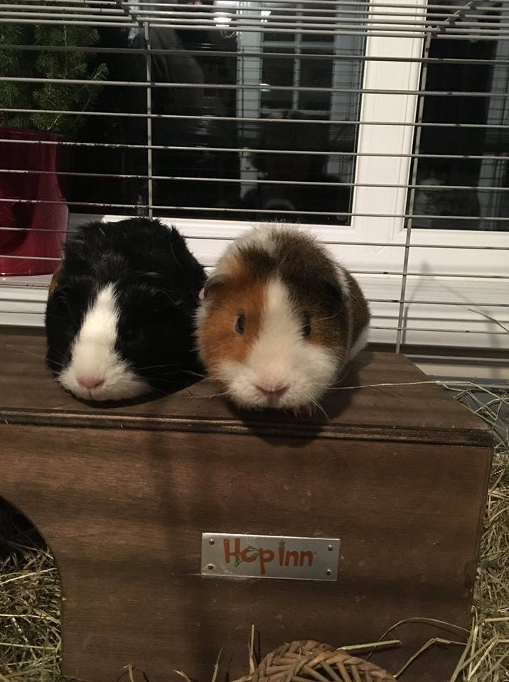 Guinea Pig Hide House Shelter Tunnel by Hop Inn Etsy