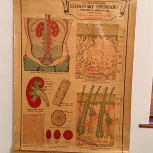 Vintage Poster - Anatomisches Wandposter der Haut, Haare, Organe & Drüsen c1940s