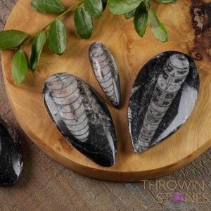 ORTHOCERAS FOSSIL - Old Polished Fossilized Relic, Crystal Cabochon For Collecting, Jewelry Making, E0095