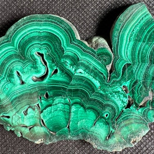 マラカイトパームNo.877 マラカイトパームNo.877