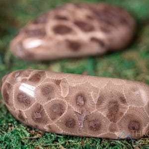 CORAL FOSSIL Tumbled Stones - Petoskey Stone - Tumbled Crystals from Michigan USA, Healing Crystals and Stones, E1861