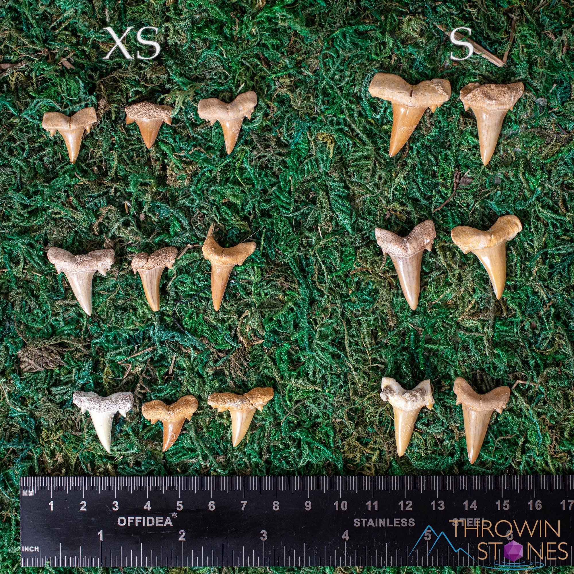 5 Denti Di Squalo Fossili Naturali - Per Collezionismo, Decorazione O Educazione - Regalo Originale Per Bambini - Foto 7