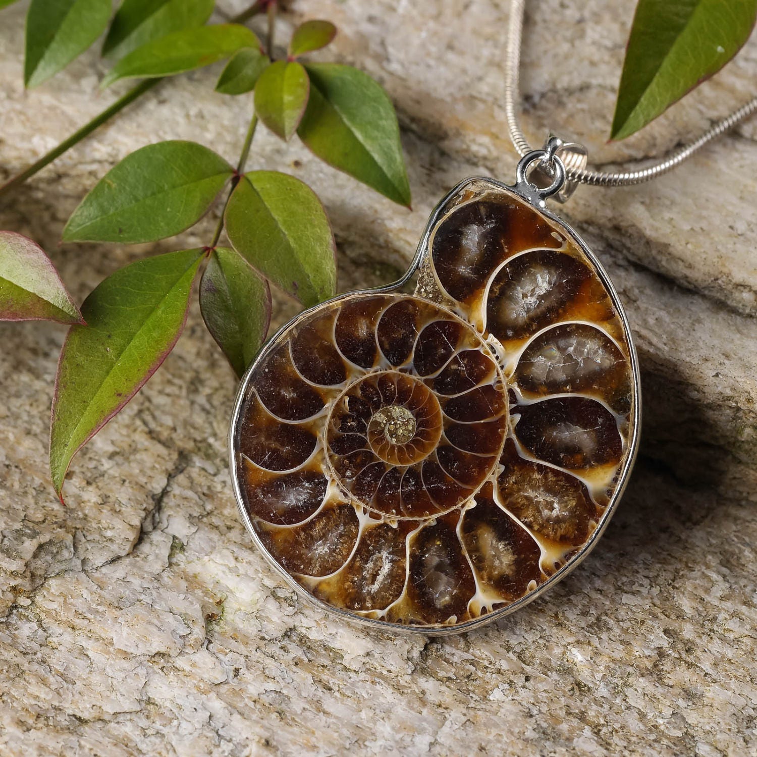 opalized ammonite fossil opalized ammonite fossil