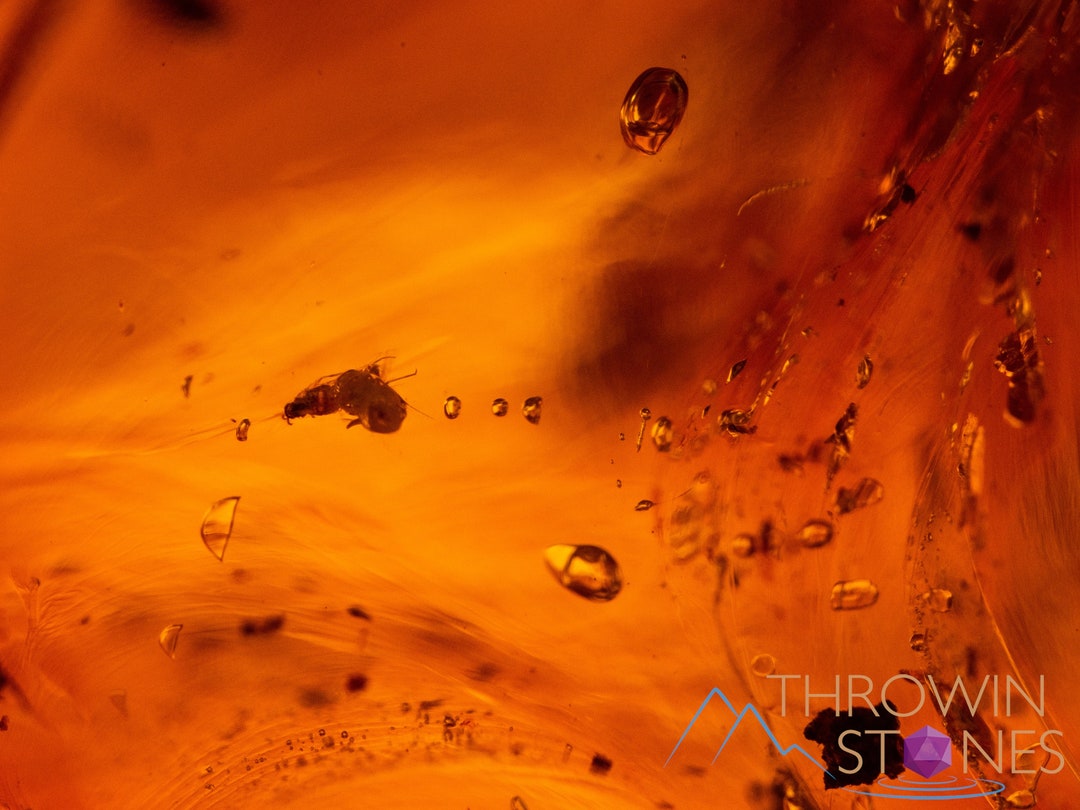 AMBER Stone Insect Inclusion, Real Fossil Tumbled Stones, Tumbled ...